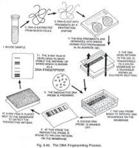 DNA fingerprinting technique