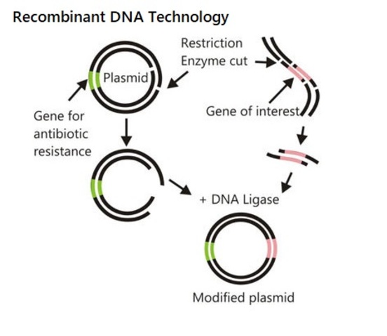 Performance of the First Successful Recombinant DNA Experiment