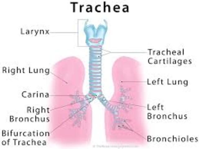 Trachea