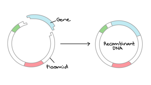 U.S Patent for Gene Cloning is Awarded