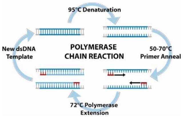 The PCR Technique