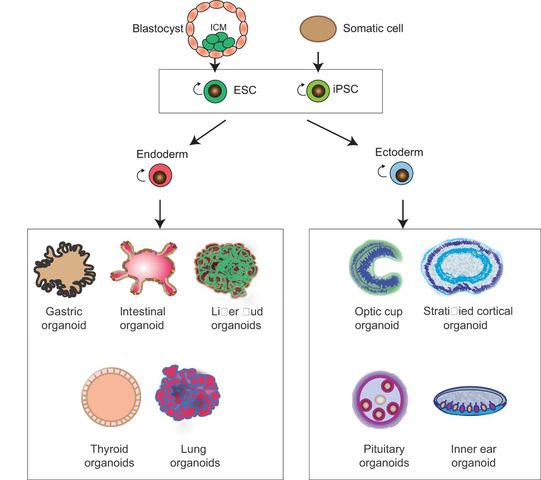 The Coaxing of Pluripotent Stem Cells and the Creation of Organoids