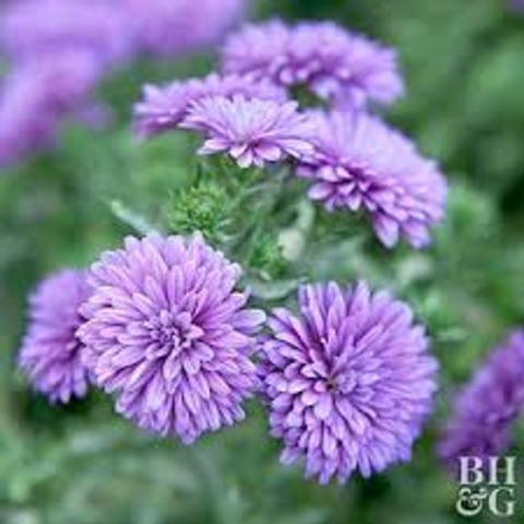 Chrysanthemum as insecticide