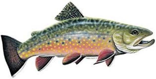 Trout Sperm