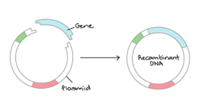 Recombinant DNA experiment.