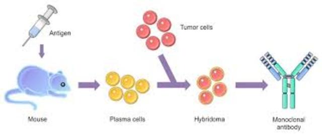 Monoclonal Antibodies
