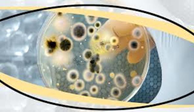 Discovery of Bacterial Origin of Fermentation