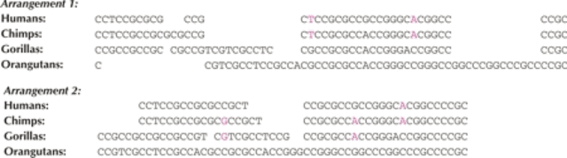 DNA between humans and chimpanzees and gorillas is discovered to be similar