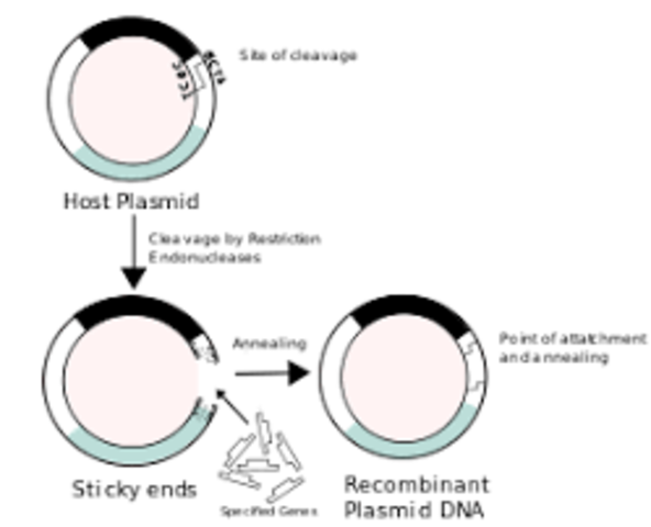 First Successful recombination DNA Experiment