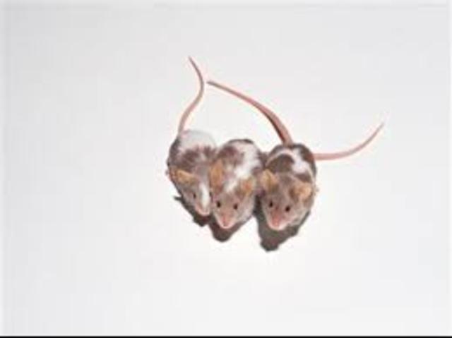 Mice are Cloned
