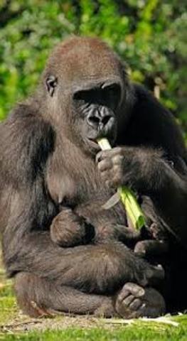 Similarities of the DNA composition in humans and Chimpanzees & Gorillas are found
