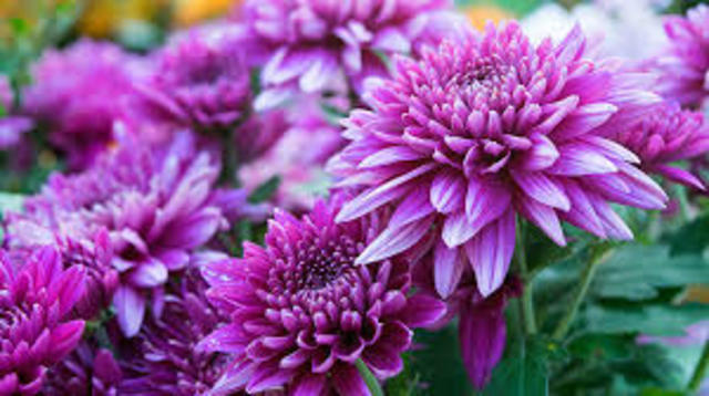 Chinese use chrysanthemum as a natural insecticide