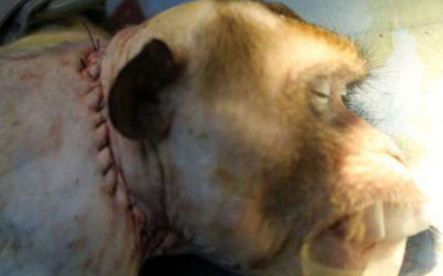 Trasplante de cabeza en un mono