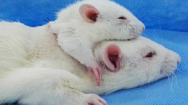 Trasplante de Cabeza en una rata