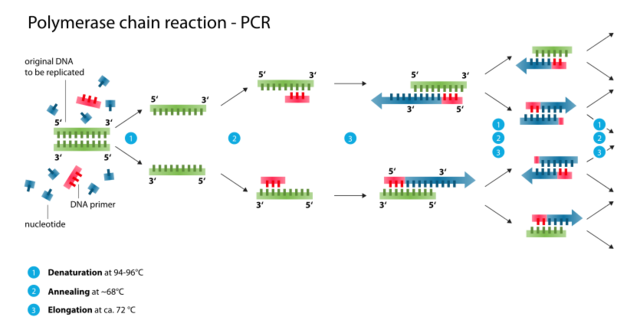 The Polymerase Chain Reaction (PCR) technique is conceived