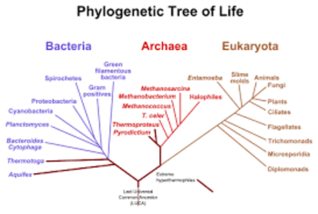 Microbial Life Comes From Preexisting Life