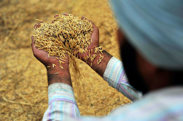 2002- Rice becomes the first crop to have its genome decoded