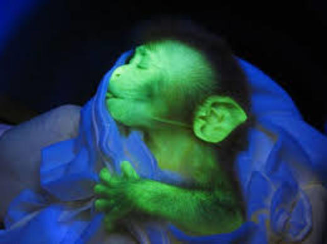 Marmosets That Glow