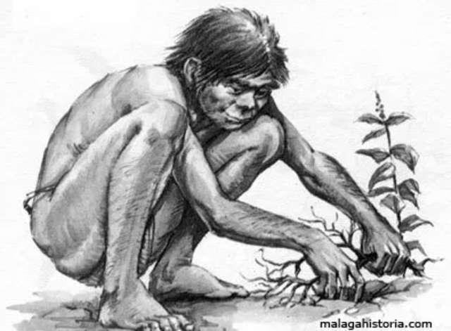 Las Alimentación de los Australopithecus.