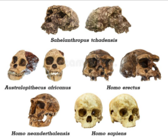 Desarrollo intelectual