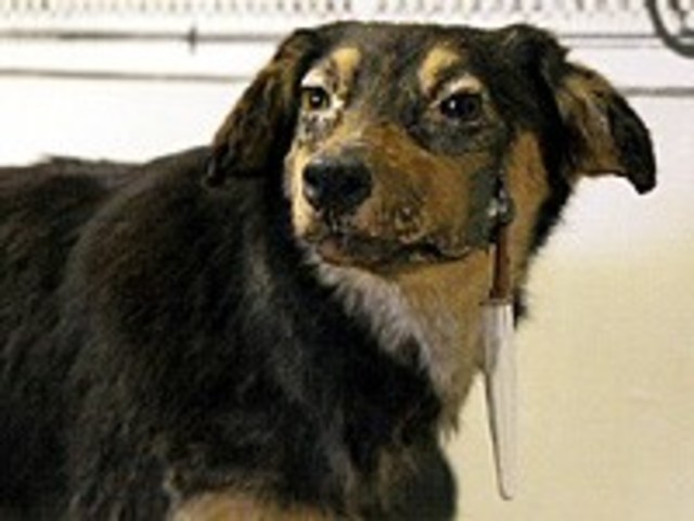 Pavlov kísérletei 1897.