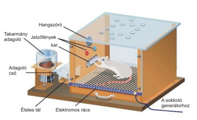 Burrhus Frederic Skinner (1904-1990)