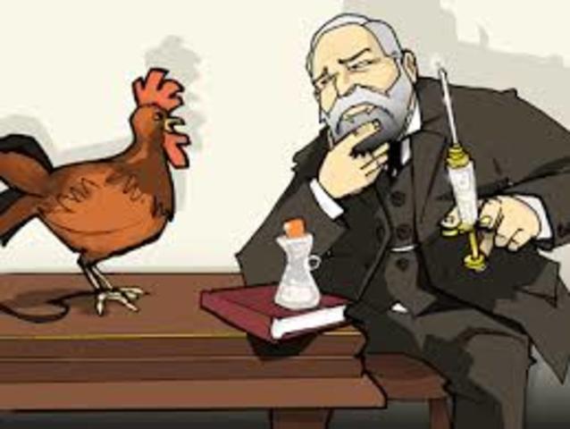 Vaccines Against Bacteria in Chickens