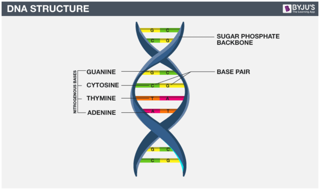 Structure of DNA