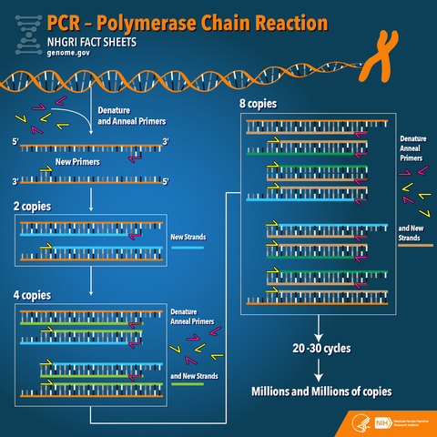 Polymerase Chain Reaction