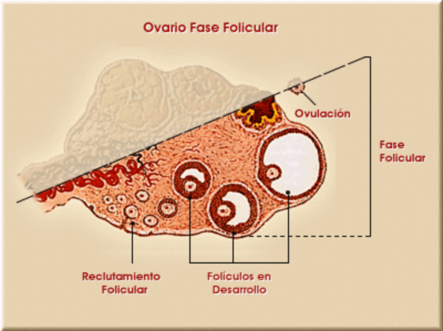 Fase Folicular