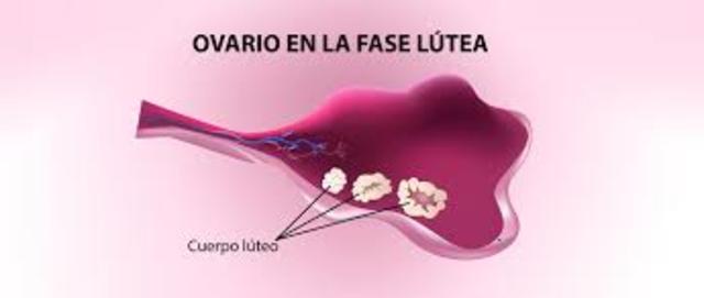 Fase lutea