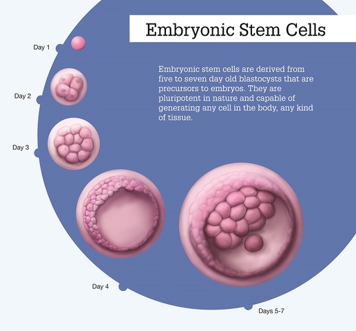 A way to create embryonic stem cells has been discovered