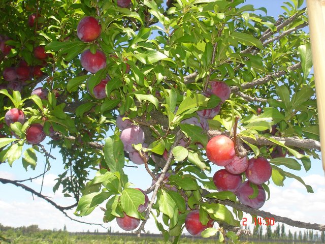 Acodo Aereo en Reina claudia (INAGURACIÓN)