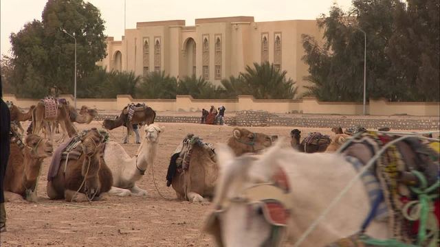 Carro y carreta por camello