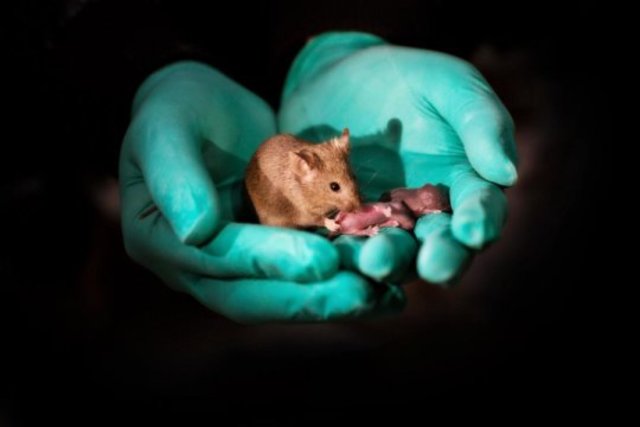Mice with same-sex parents were born healthy