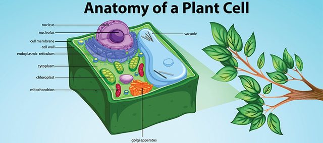 Plant Cells