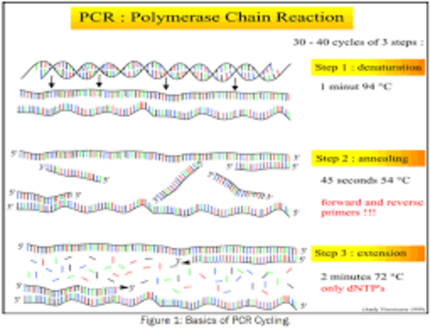 PCR Technique