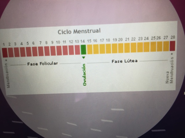 Ciclo menstrual