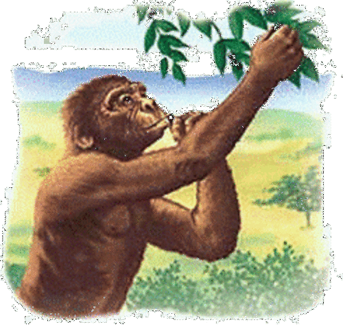 COMPARSA DELL'AUSTRALOPITECO