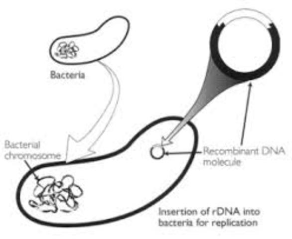 FIRST RECOMBINANT DNA EXPERIMENT W/BACTERIAL GENES