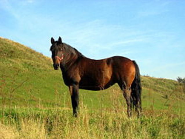 Equus caballus.