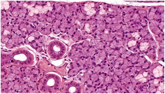 DISCOVERY OF THE MAKE UP OF TISSUE