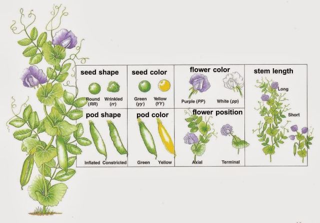 LAWS OF INHERITANCE DISCOVERED