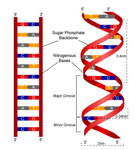 STRUCTURE OF DNA DESCRIBED