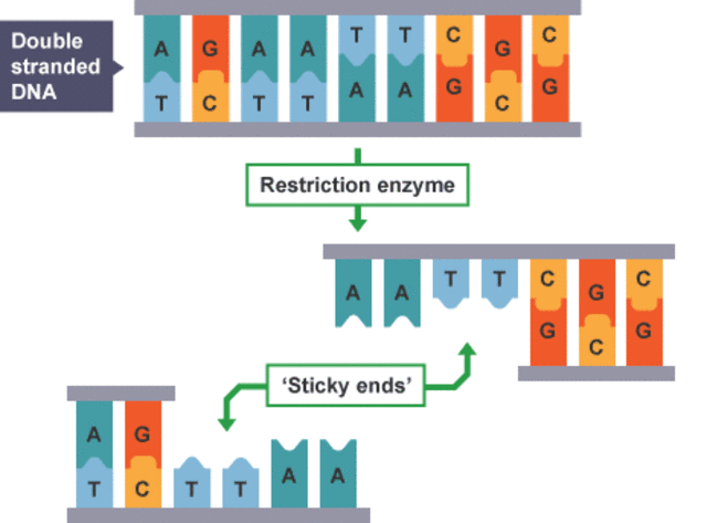 FIRST SUCCESSFUL RECOMBINANT DNA EXPERIMENT