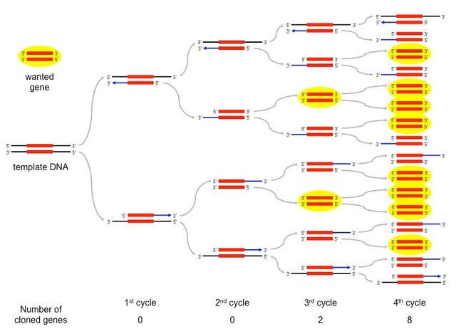 PCR TECHNIQUE CONCEIVED