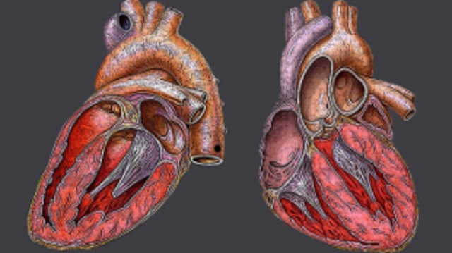 FIRST VIRAL PACEMAKER CREATED IN GUINEA PIGS