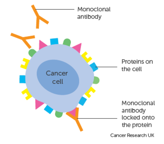 MONOCLONAL ANTIBIDIES PRODUCED