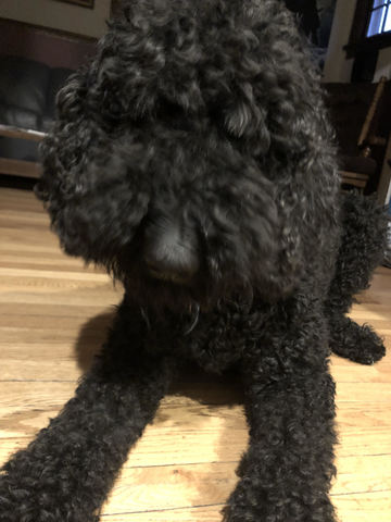 Yo Recibiá un Perro