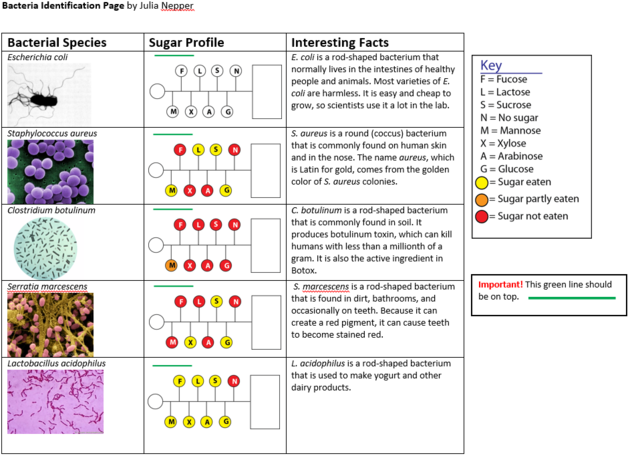Bacteria for Identification